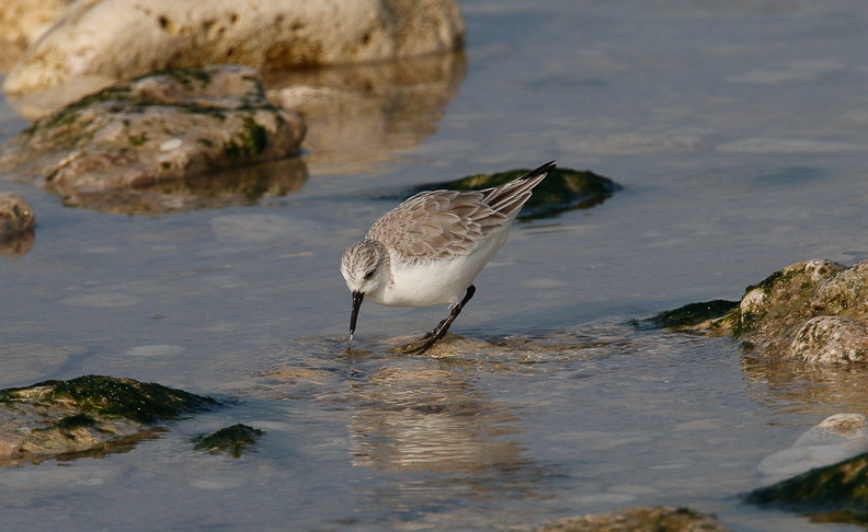 Bécasseaux sanderling (5).jpg