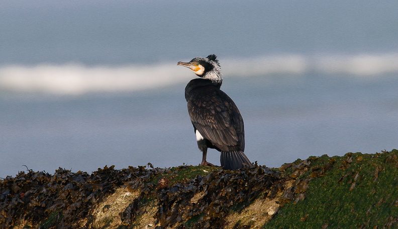 Grand cormoran (2).jpg