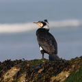Grand cormoran 