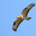Buse variable (2)