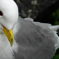 Mouette tridactyle 