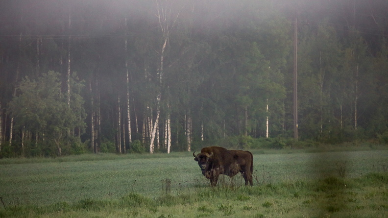 bison d'Europe.jpg