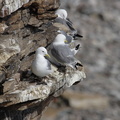 Mouette tridactyle (1)