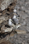 Mouette tridactyle (1)