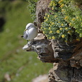 Mouette tridactyle (3)