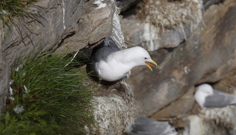Mouette tridactyle (5)