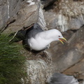 Mouette tridactyle (5)