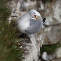 Mouette tridactyle (6).jpg