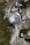 Mouette tridactyle (6)