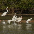 Aigrettes, ibis
