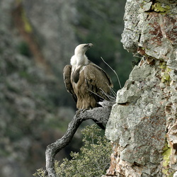 OISEAUX DU MONDE