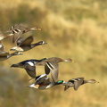 Canards à queue pointue et canard de Chiloê 