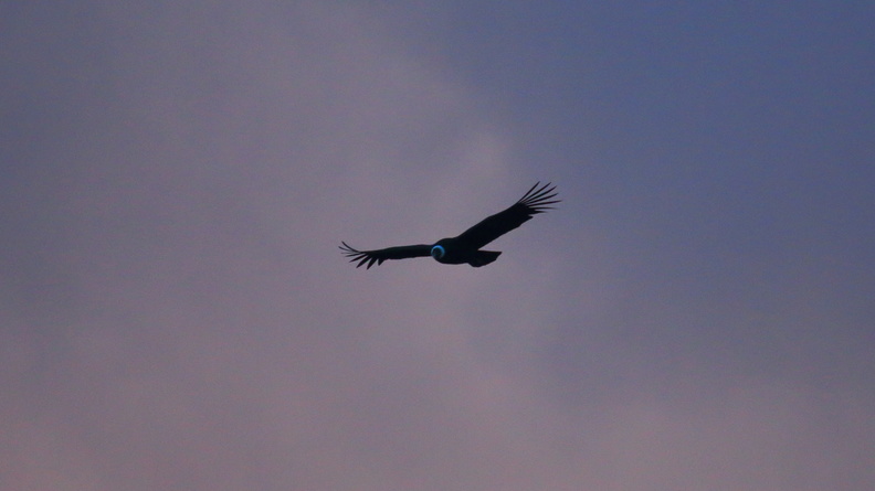 Condor des Andes.jpg