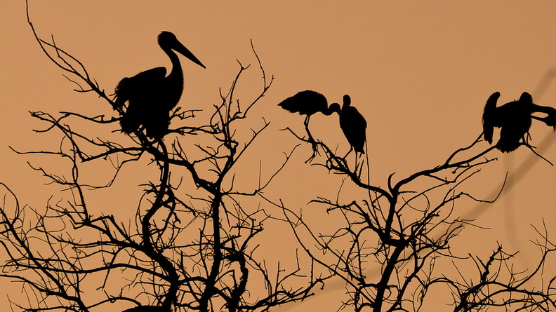 pelican et ibis