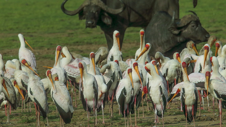 Tantale ibis.jpg