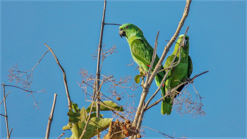 Amazone à nuque d'or ;   Amazona auropalliata ; Yellow-naped Parrot 