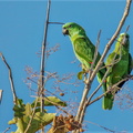 Amazone à nuque d'or ;   Amazona auropalliata ; Yellow-naped Parrot 