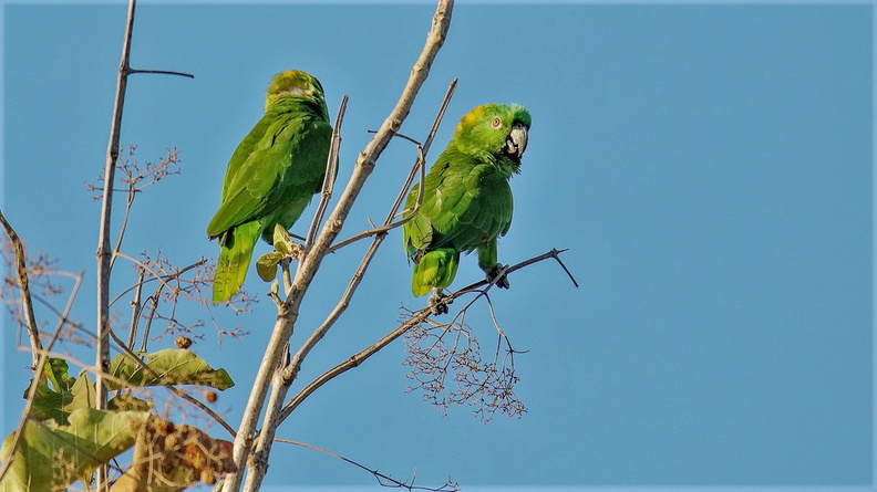 Amazone à nuque d'or ;   Amazona auropalliata ; Yellow-naped Parrot (2).jpg