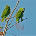 Amazone à nuque d'or ;   Amazona auropalliata ; Yellow-naped Parrot