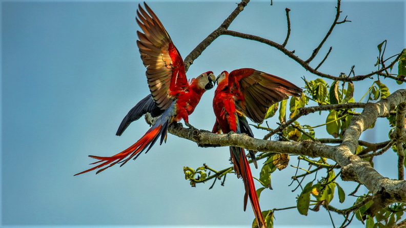 Ara Macao ;  Ara macao ; Scarlet Macaw (2).jpg