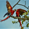 Ara Macao ;  Ara macao ; Scarlet Macaw 