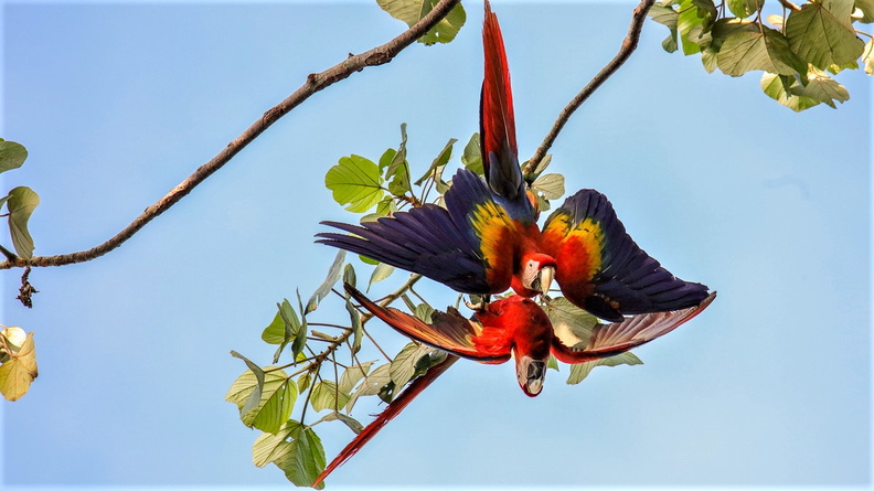 Ara Macao ;  Ara macao ; Scarlet Macaw (3).jpg