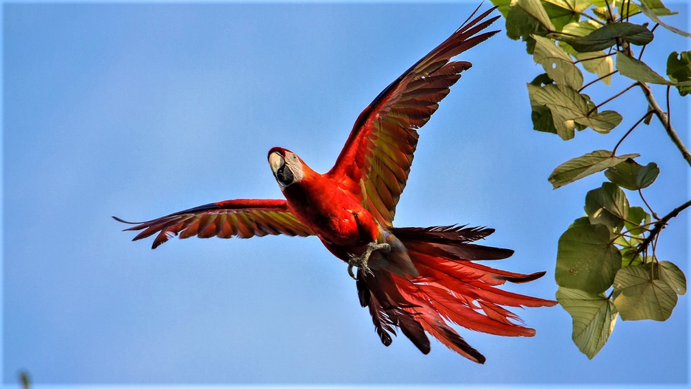 Ara Macao ;  Ara macao ; Scarlet Macaw 