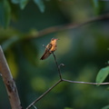 Ariane cannelle ; Amazilia rutila ; Cinnamon Hummingbird