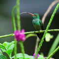 Ariane ventre gris ;  Amazilia tzacatl ; Rufous tailed Hummingbird