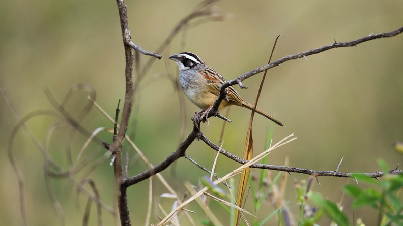 Bruant ligné ;   Peucaea ruficauda ; Stripe-headed Sparrow
