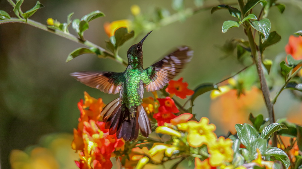 Colibri à épaulettes ; Eupherusa eximia ; Stripe-tailed Hummingbird