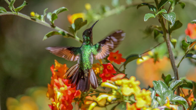 Colibri à épaulettes ; Eupherusa eximia ; Stripe-tailed Hummingbird (1).jpg