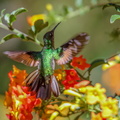 Colibri à épaulettes ; Eupherusa eximia ; Stripe-tailed Hummingbird