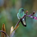 Colibri Elvire ; Elvira chionura ; White-tailed Emerald