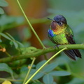 Colibri insigne ; Panterpe insignis ; Fiery-throated Hummingbird
