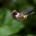 colibri magenta