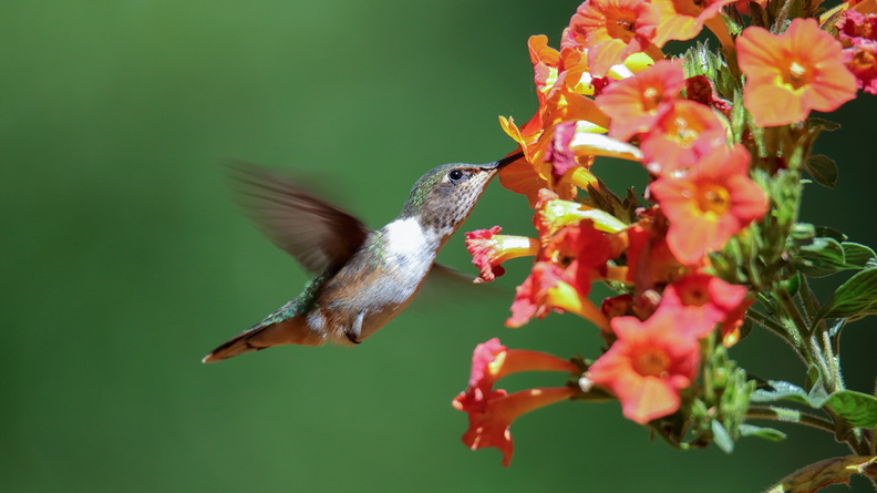 Colibri scintillant ;   Selasphorus scintilla ; Scintillant Hummingbird (1).jpg