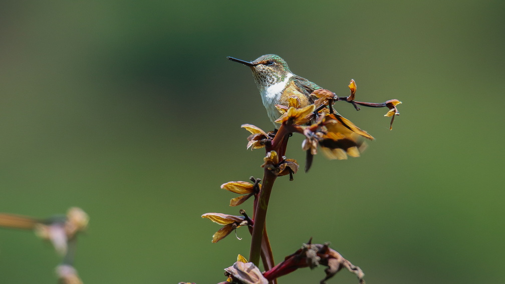 Colibri scintillant ;   Selasphorus scintilla ; Scintillant Hummingbird