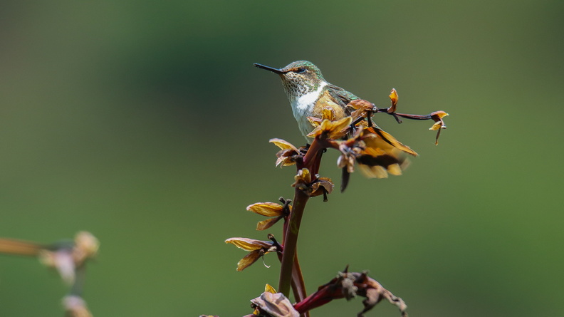 Colibri scintillant ;   Selasphorus scintilla ; Scintillant Hummingbird (3).jpg