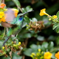 Colibri thalassin ; Colibri thalassinus ; Green Violetear 