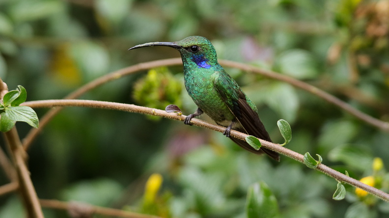 Colibri thalassin ; Colibri thalassinus ; Green Violetear