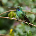 Colibri thalassin ; Colibri thalassinus ; Green Violetear
