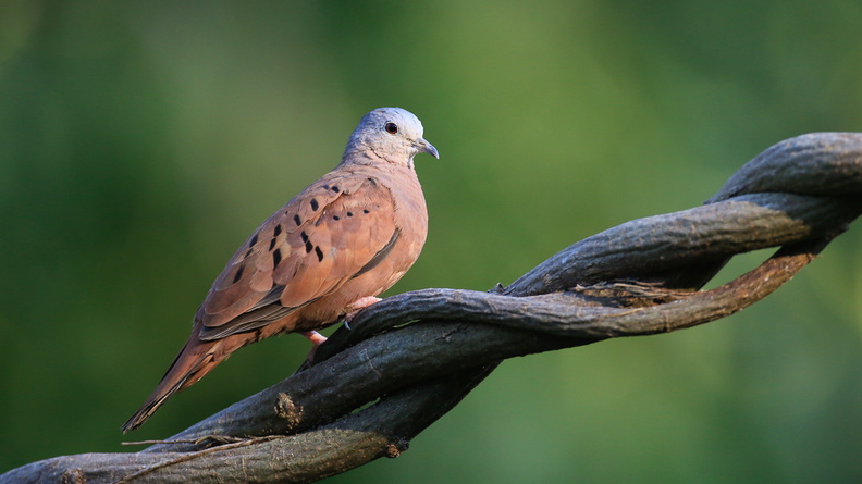 Colombe rousse ;   Colombina tapalcoti ; Ruddy Ground-Dove