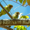 Conure à front rouge ;    Aratinga canicularis ; Orange-fronted Parakeet 