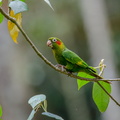 Conure de Hoffmann ;    Pyrrhura hoffmanni ; Sulphur-winged Parakeet