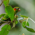Conure de Hoffmann ;    Pyrrhura hoffmanni ; Sulphur-winged Parakeet