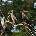 Cormoran vigua ;  Phalacrocorax brasilianus ; Neotropic Cormorant