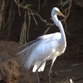 Grande Aigrette ; Egretta (Casmerodius) alba ; Great Egret