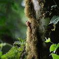 Grimpar fauvette ;   Sittasomus griseocapillus ; Olivaceous Woodcreeper