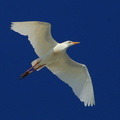 Héron garde-boeufs ;  Bubulcus ibis ; Cattle Egret 